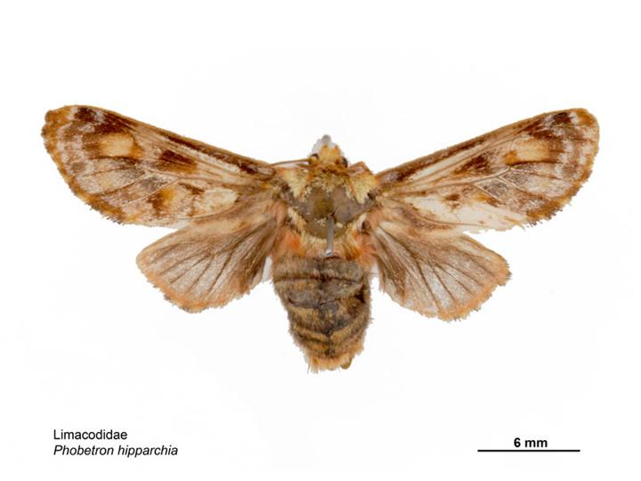 Photo of Monkey slug moth