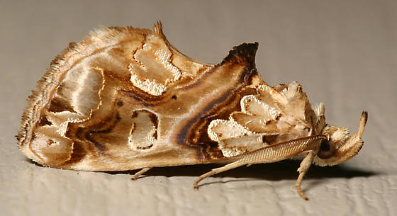 Photo of Moonseed moth