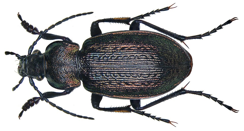 Photo of Moorland ground beetle