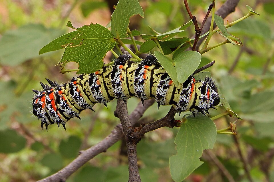Photo of Mopane emperor moth