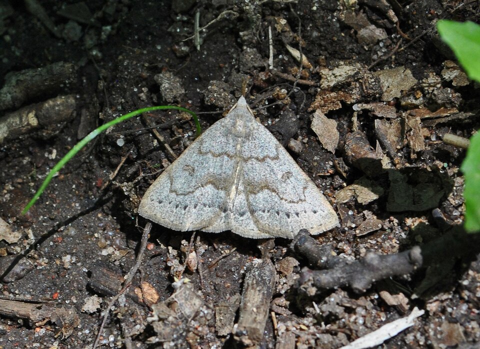 Photo of Morbid owlet