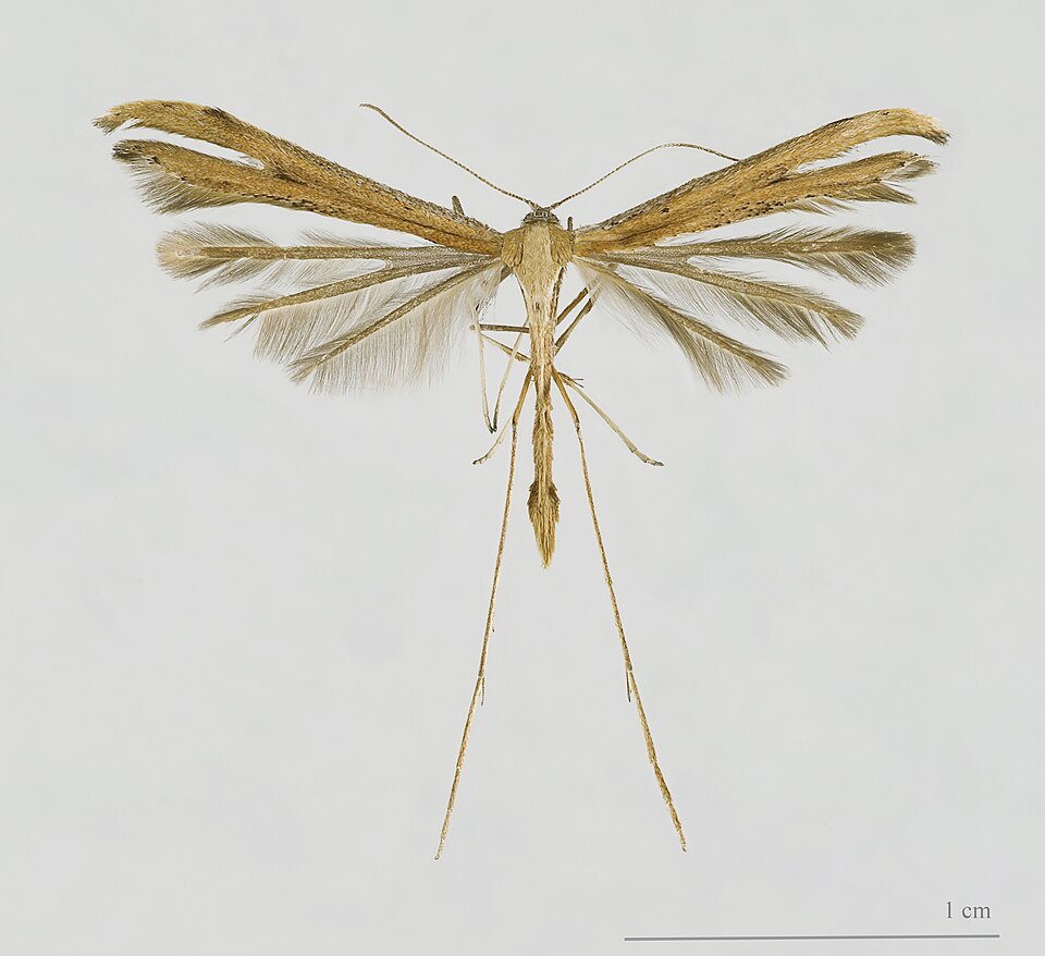 Photo of Morning-glory plume moth