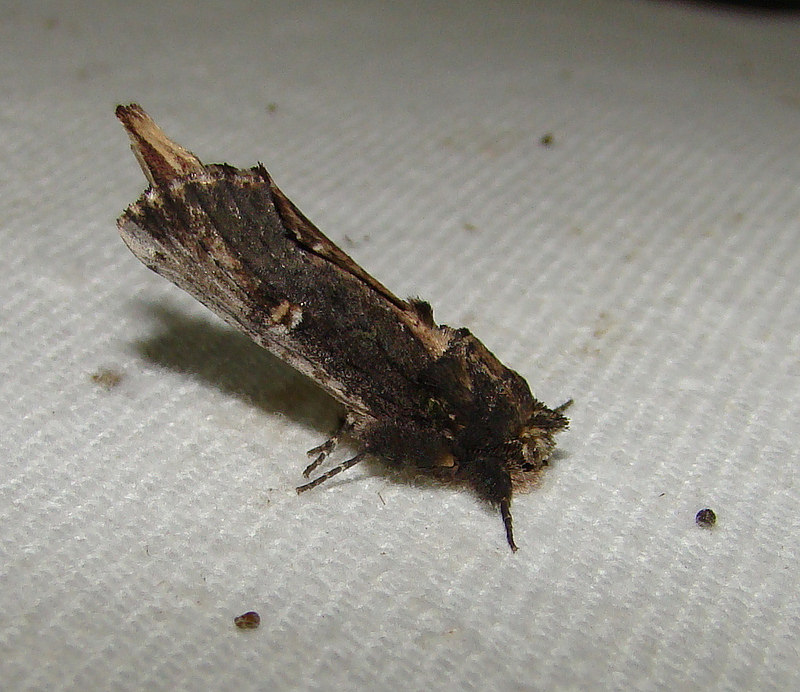 Photo of Morning-glory prominent