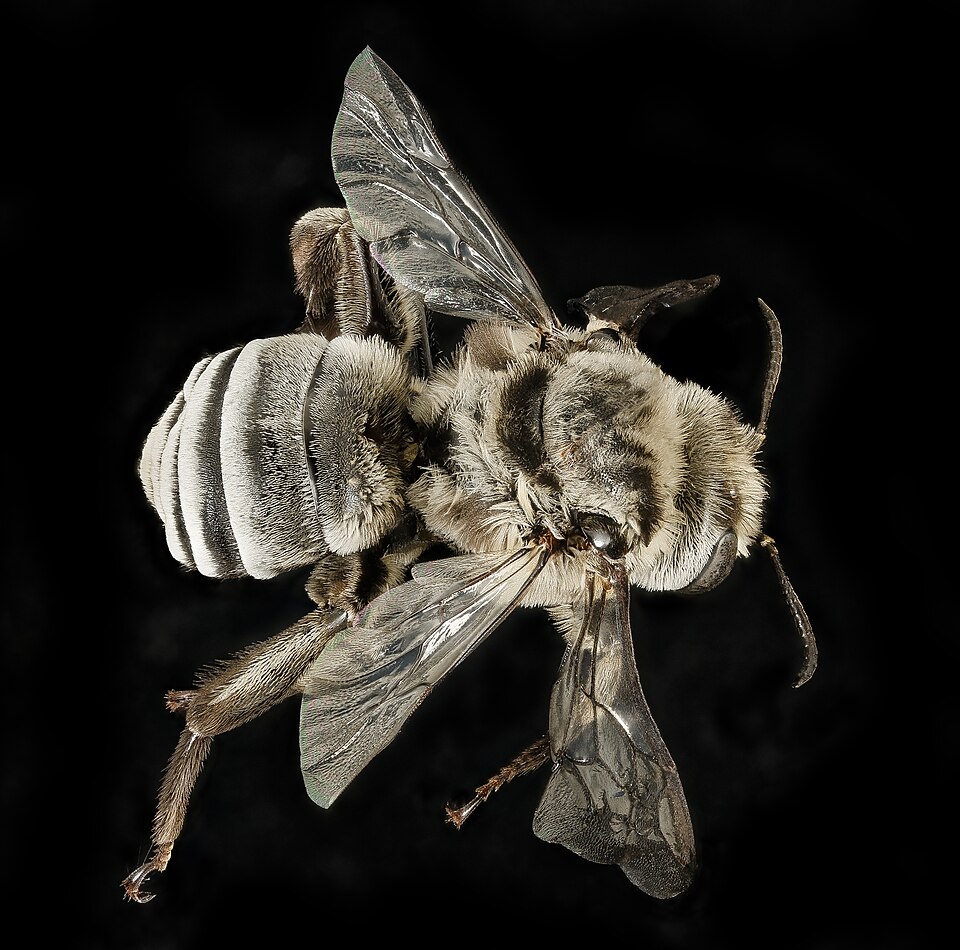Photo of Morning glory turret bee