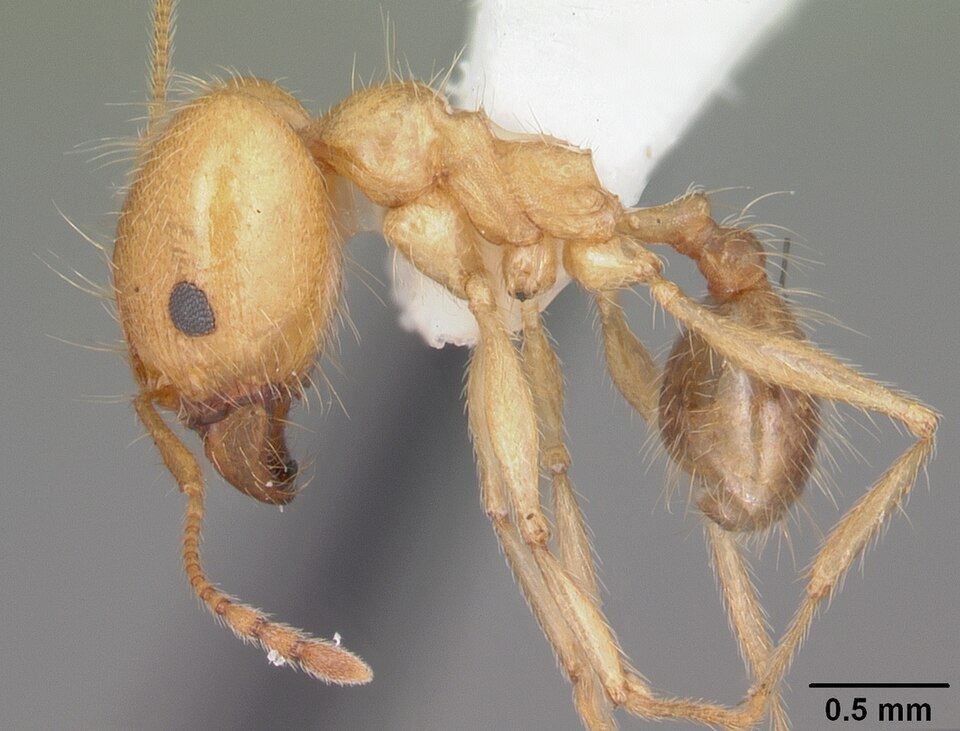 Photo of Morris' big-headed ant