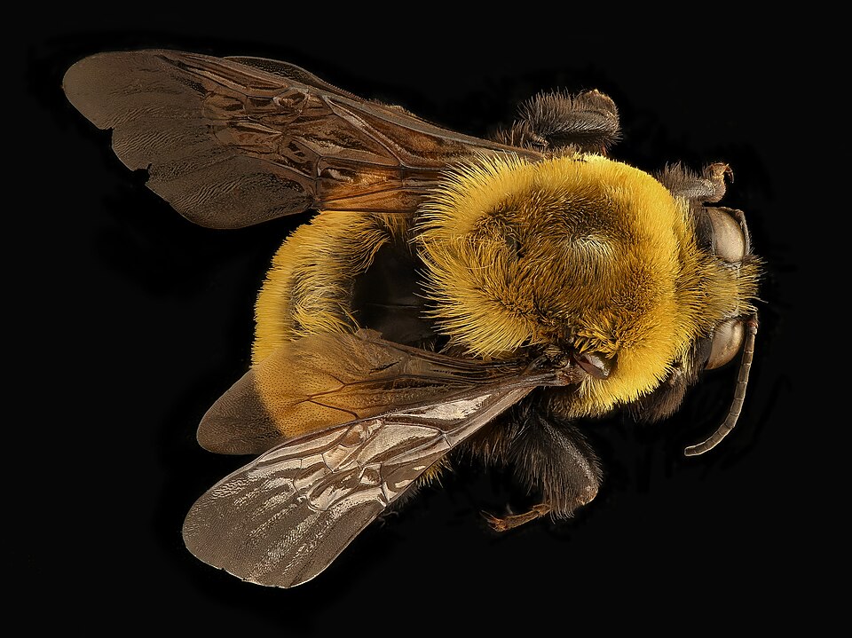Photo of Morrison's bumble bee