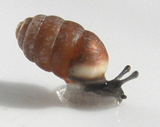 Photo of Moss chrysalis-snail