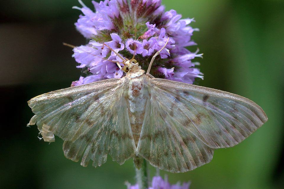 Photo of Mother of pearl