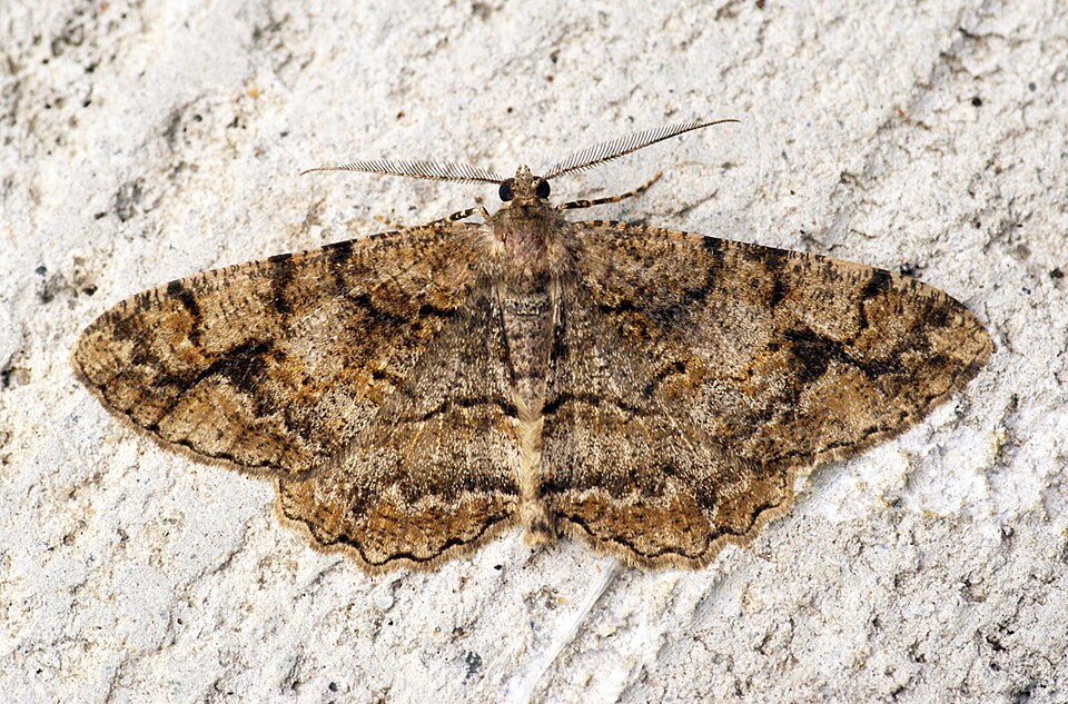Photo of Mottled beauty