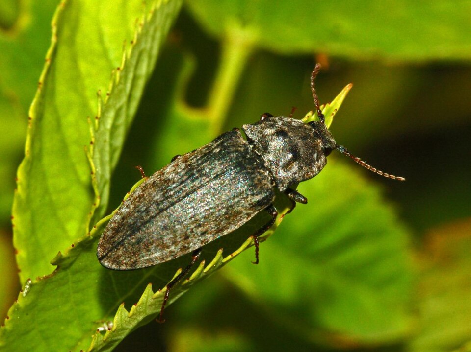 Photo of Mottled dingy-brown click beetle