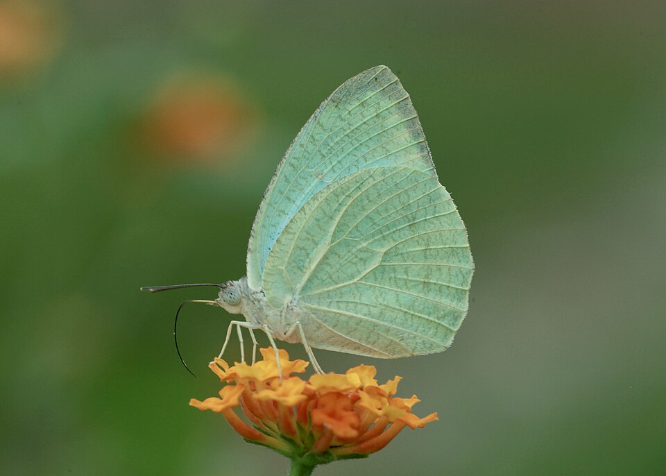 Photo of Mottled emigrant