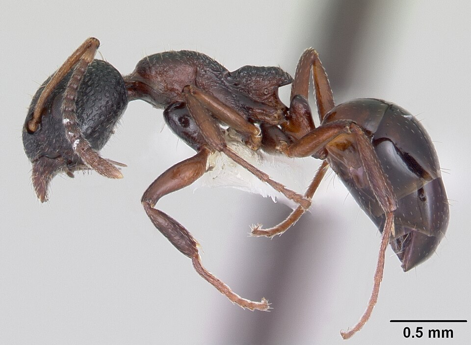 Photo of Mottled odorous ant