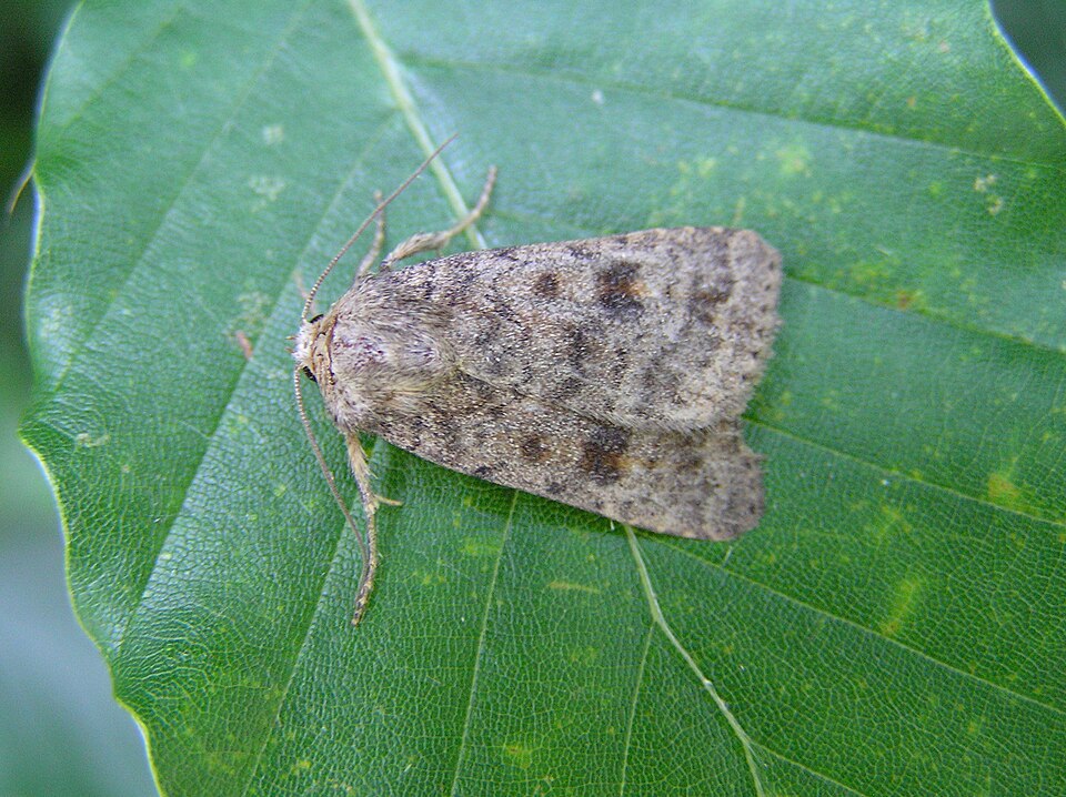 Photo of Mottled rustic