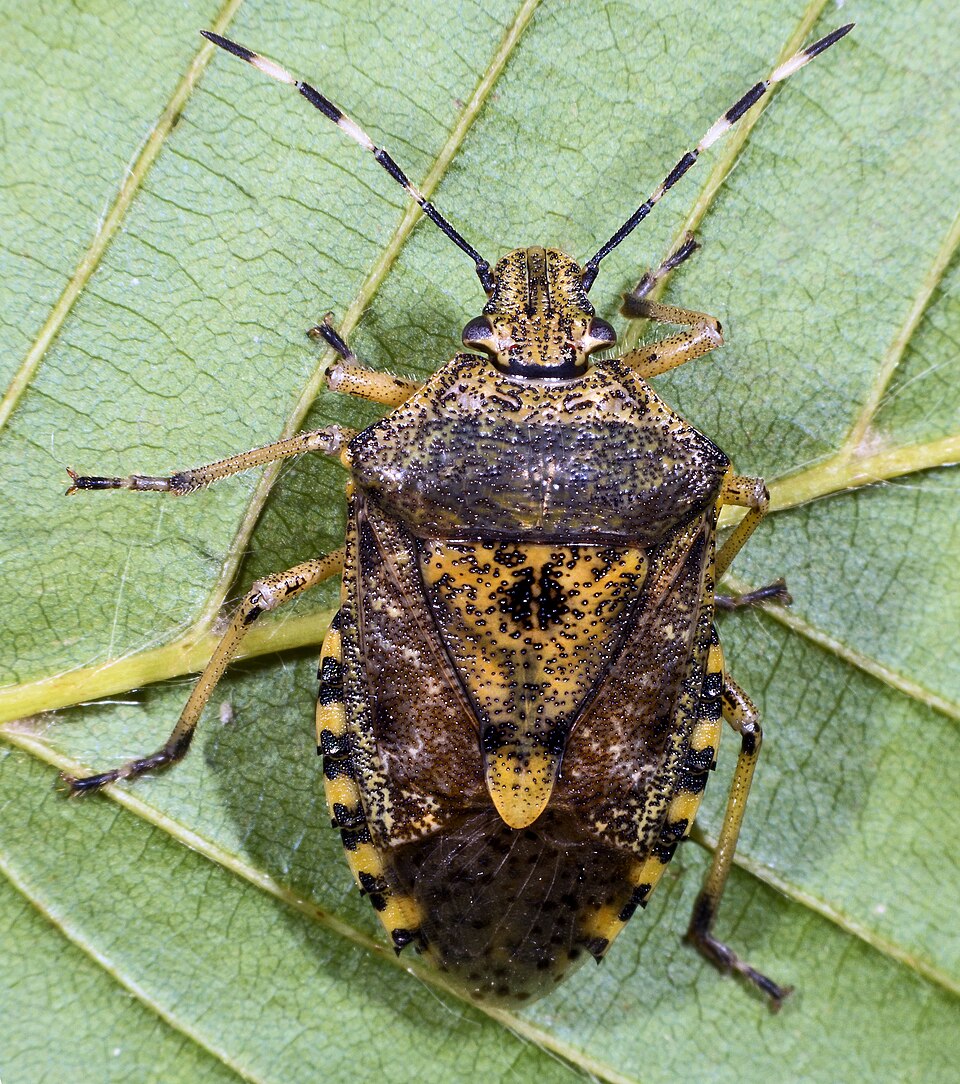 Photo of Mottled stink bug