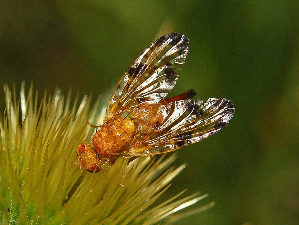 Photo of Mottled thistle fly