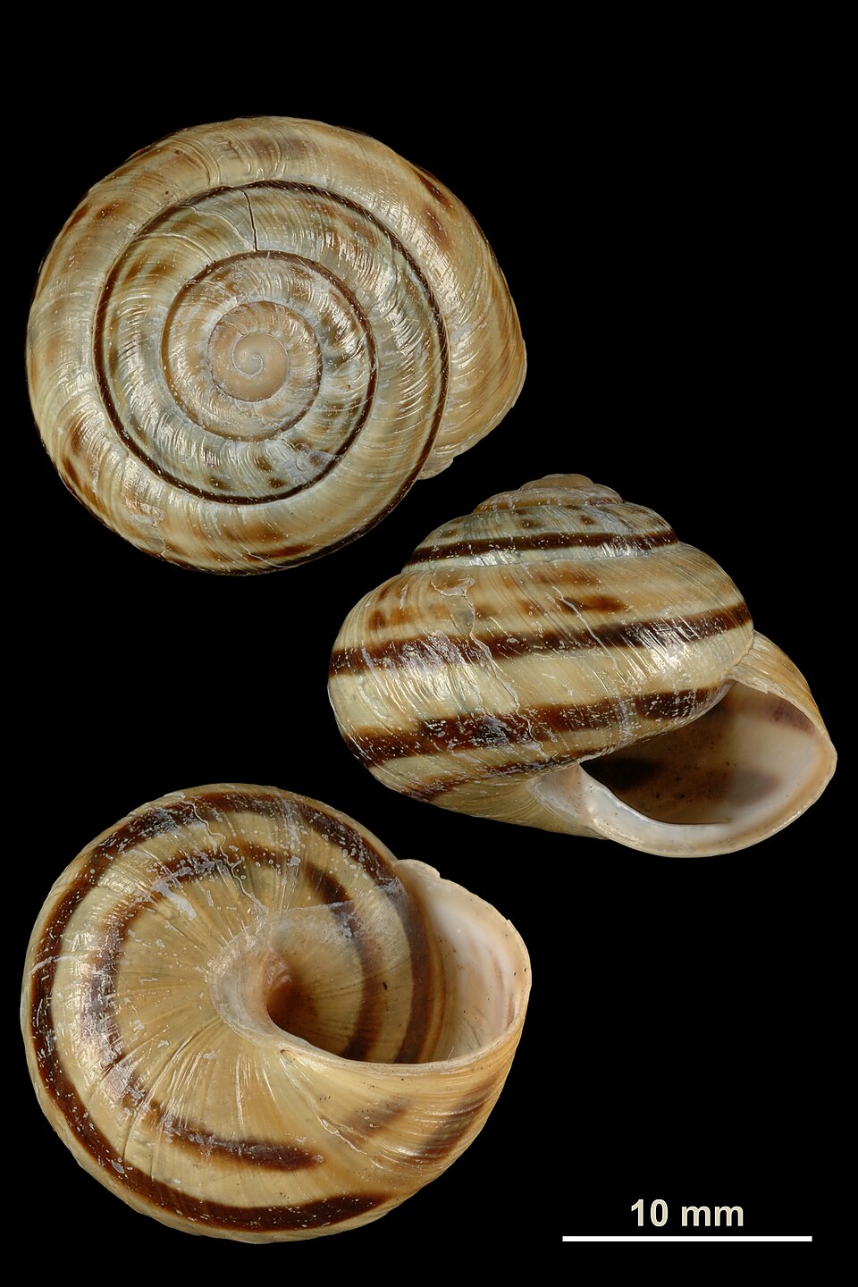 Photo of Mountain banded snail