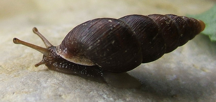 Photo of Mountain bulin