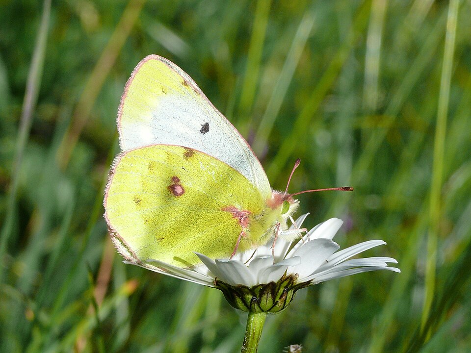 Photo of Mountain clouded yellow