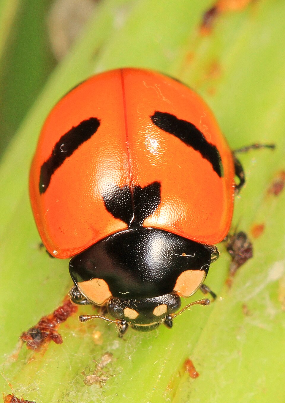 Photo of Mountain lady beetle