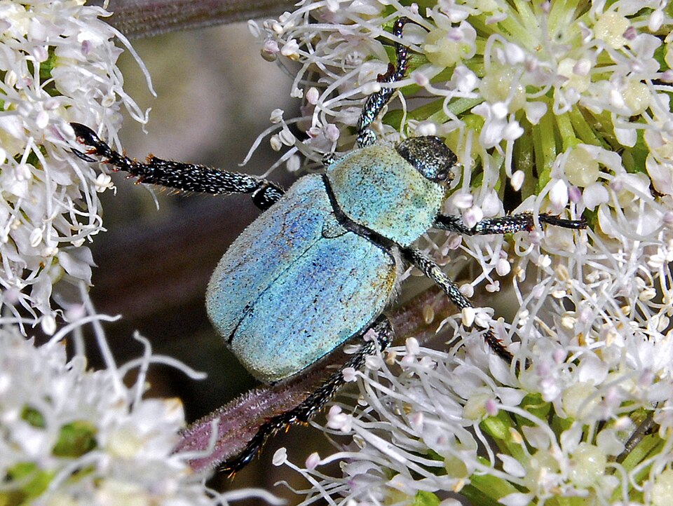 Photo of Mountain monkey beetle