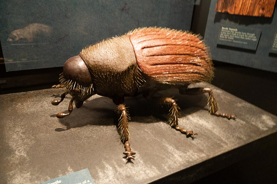 Photo of Mountain pine beetle