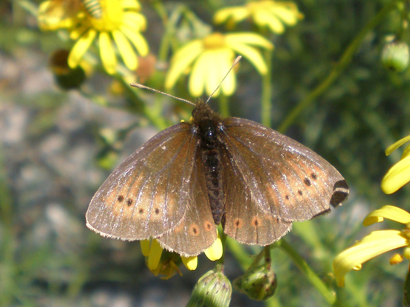 Photo of Mountain ringlet