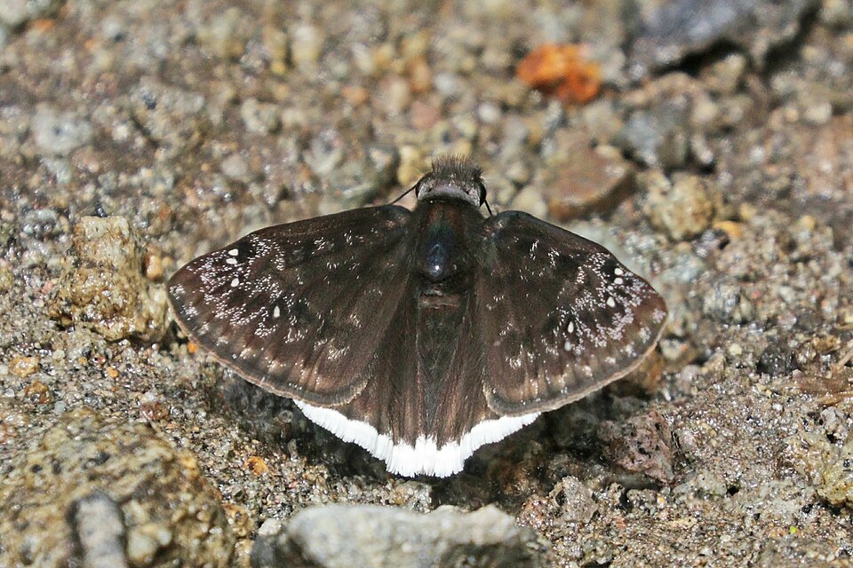 Photo of Mournful duskywing