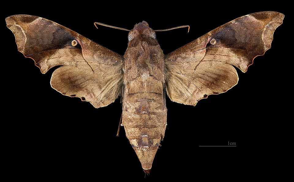 Photo of Mournful sphinx