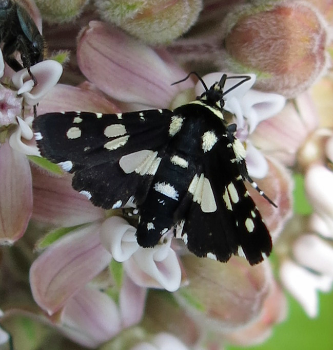Photo of Mournful thyris moth