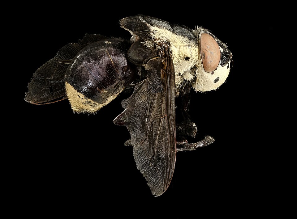 Photo of Mouse bot fly