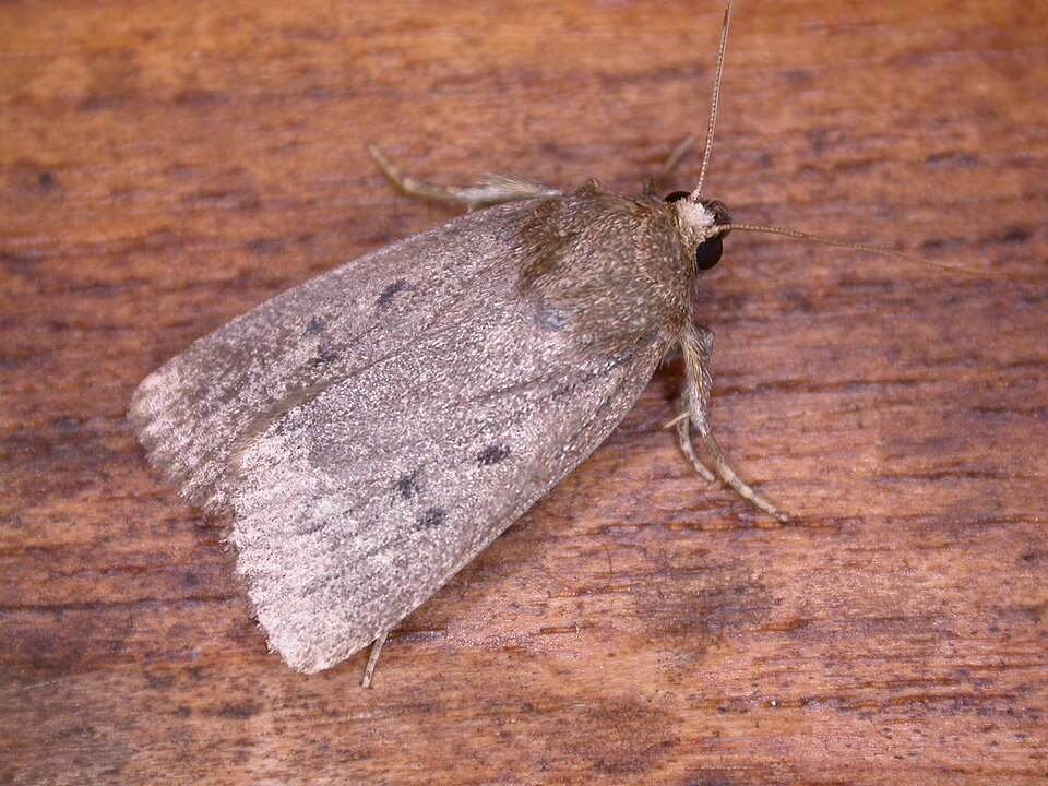 Photo of Mouse moth