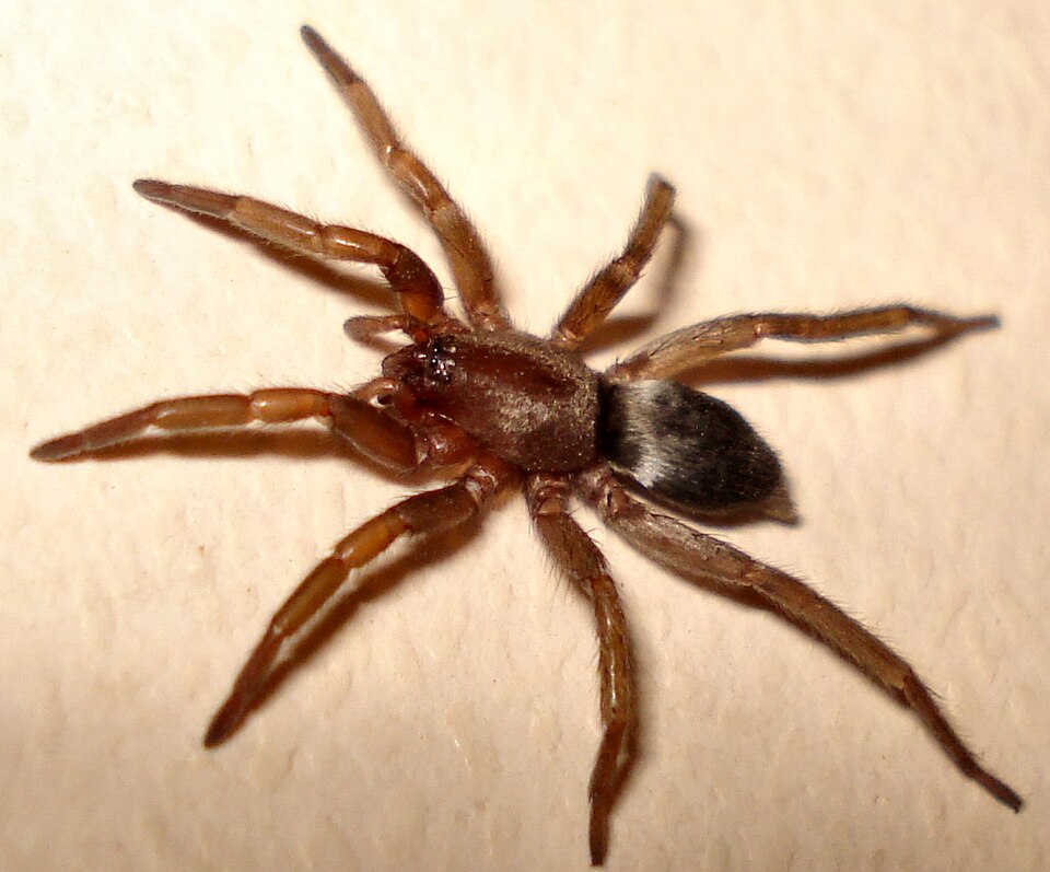 Photo of Mouse spider