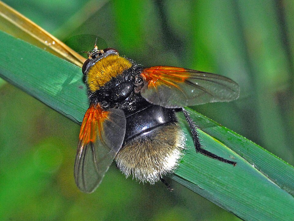 Photo of Moustached fly