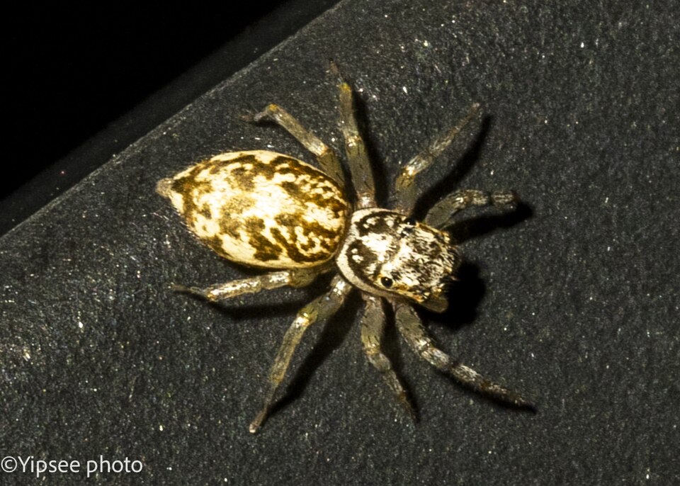 Photo of Multi-coloured phintella
