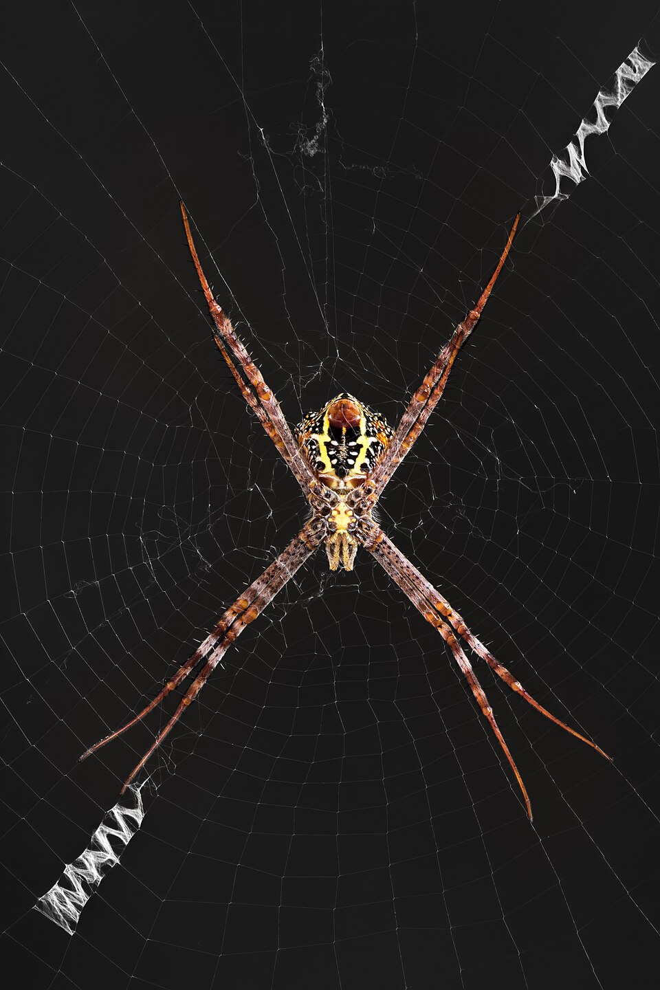 Photo of Multi-coloured Saint Andrew's cross spider