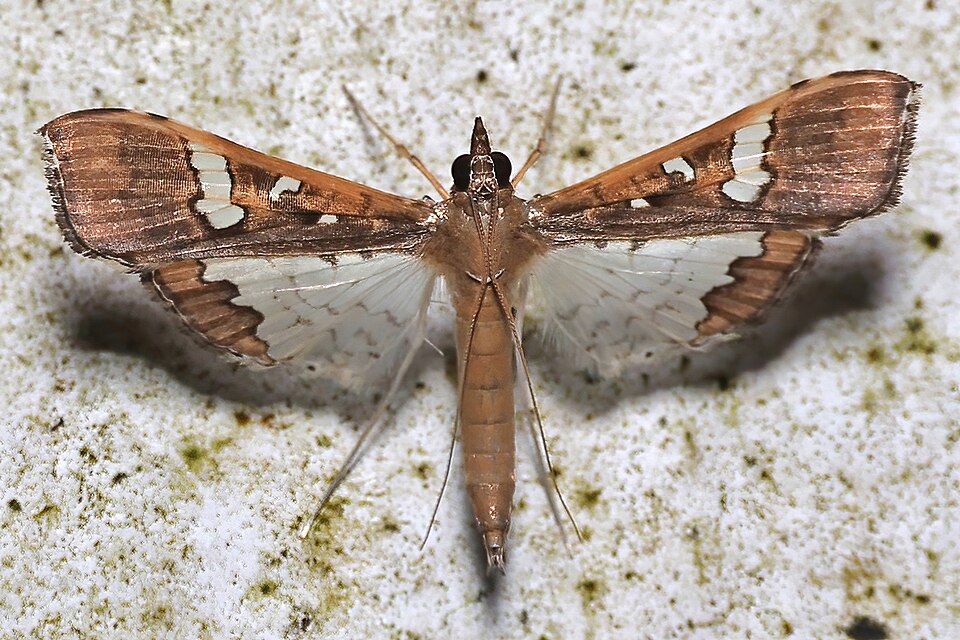 Photo of Mung bean moth
