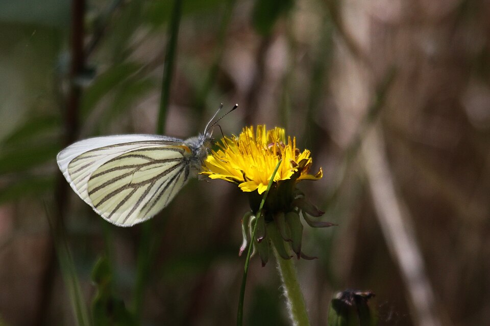 Photo of Mustard white