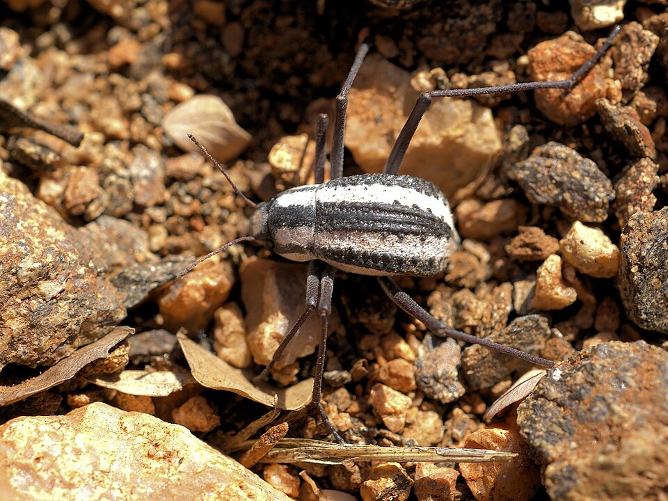 Photo of Namib desert beetle