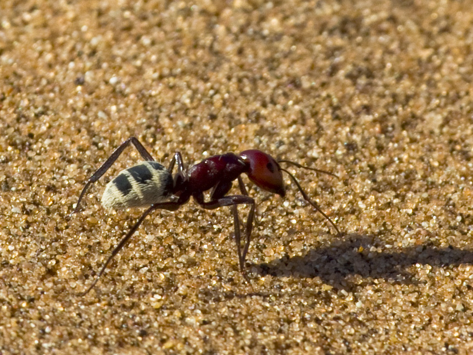 Photo of Namib Desert dune ant