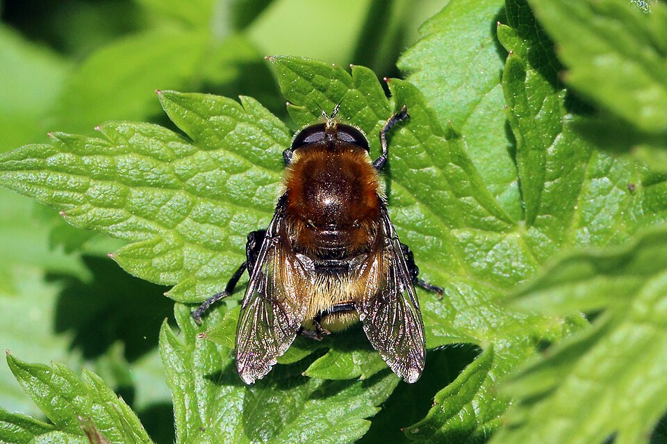 Photo of Narcissus bulb fly