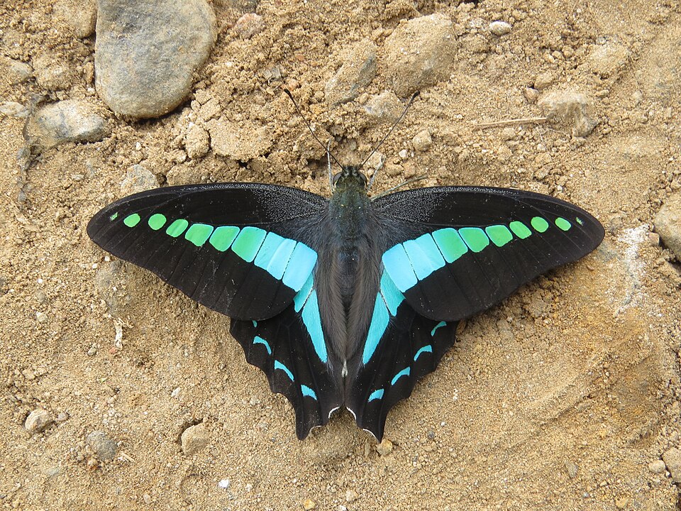 Photo of Narrow-banded bluebottle