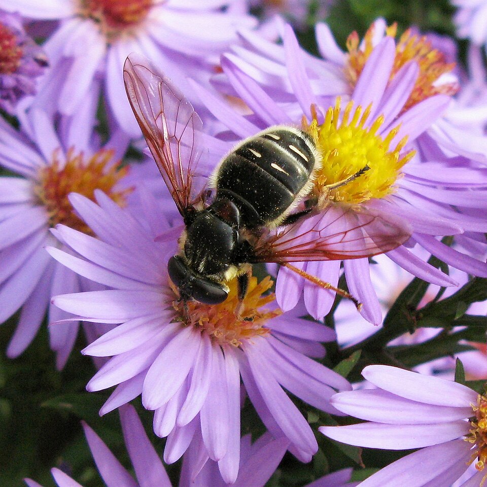 Photo of Narrow-banded pond fly