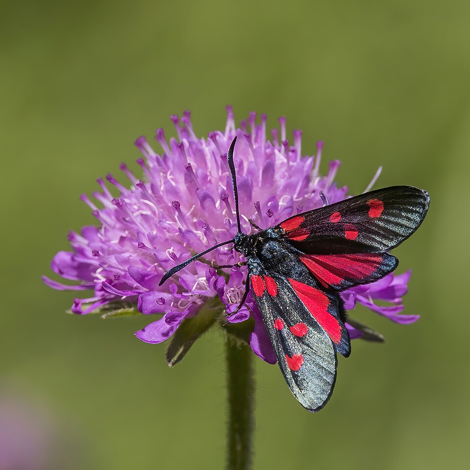 Photo of Narrow-bordered five-spot burnet