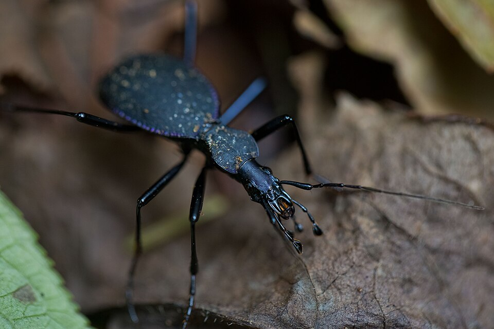 Photo of Narrow-collared snail-eating beetle