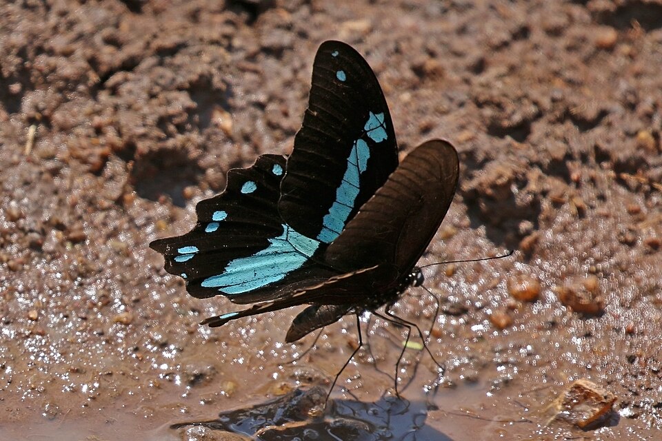 Photo of Narrow green-banded swallowtail