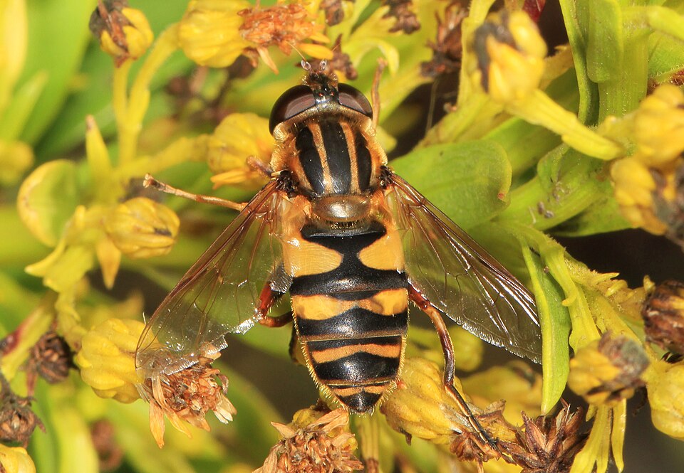 Photo of Narrow-headed marsh fly
