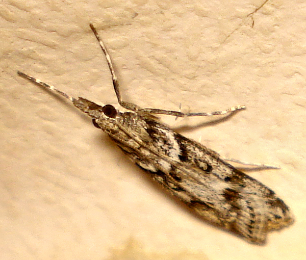 Photo of Narrow-winged grey