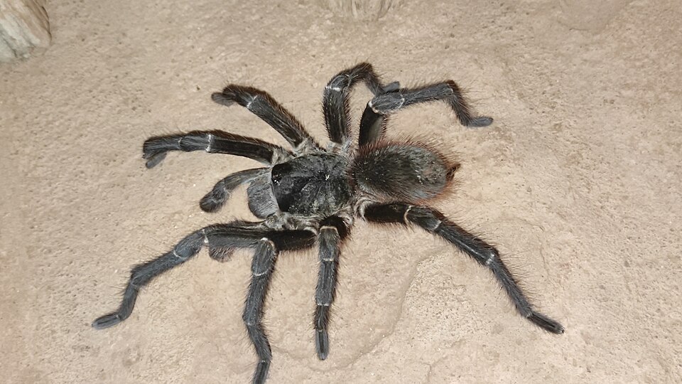 Photo of Natal brown birdeater