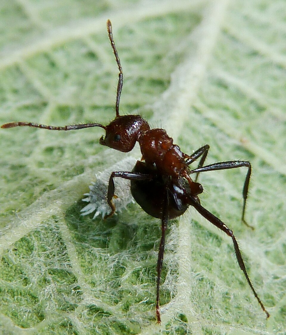 Photo of Natal droptail ant