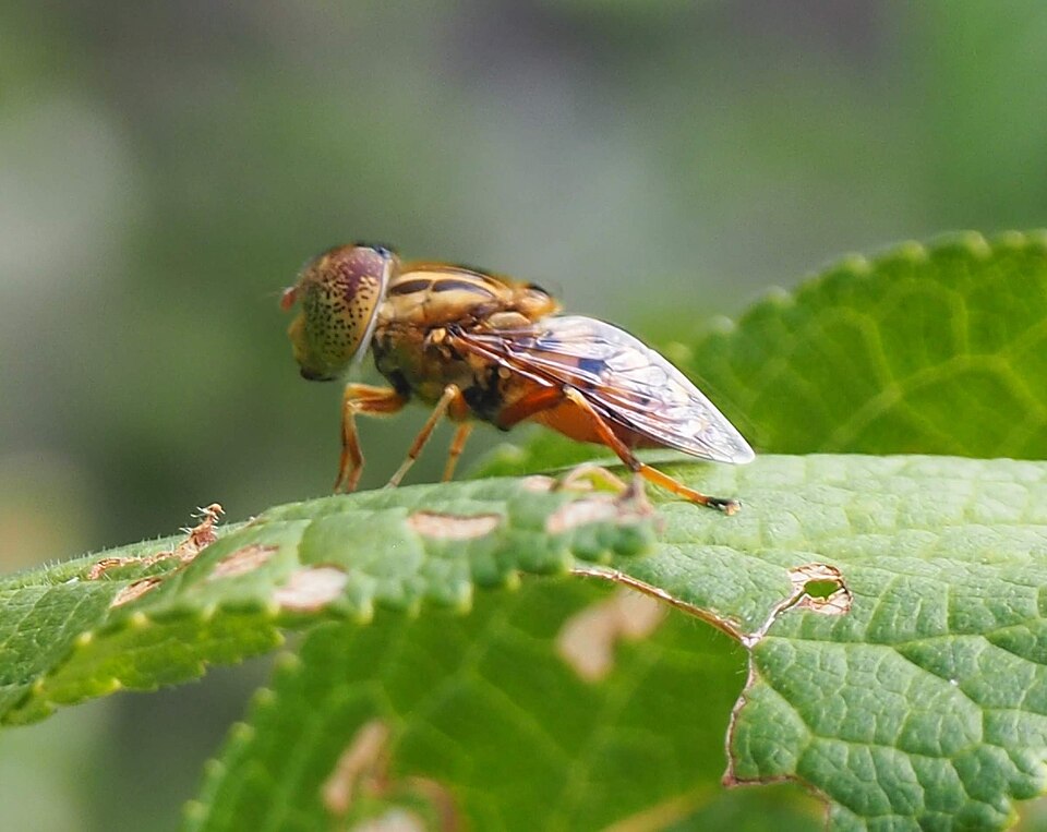 Photo of Native drone fly